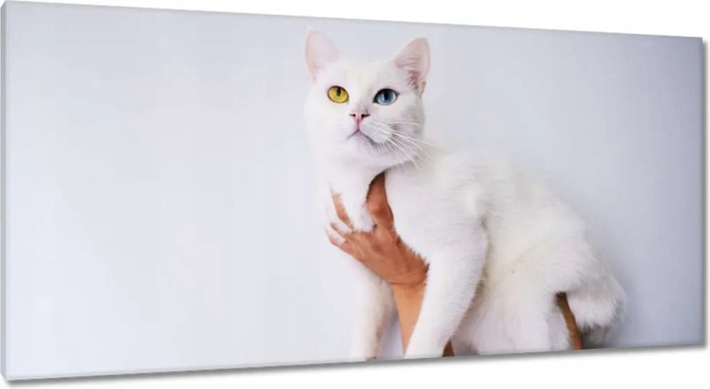 Képek 115x55 Gyönyörű macska Cica