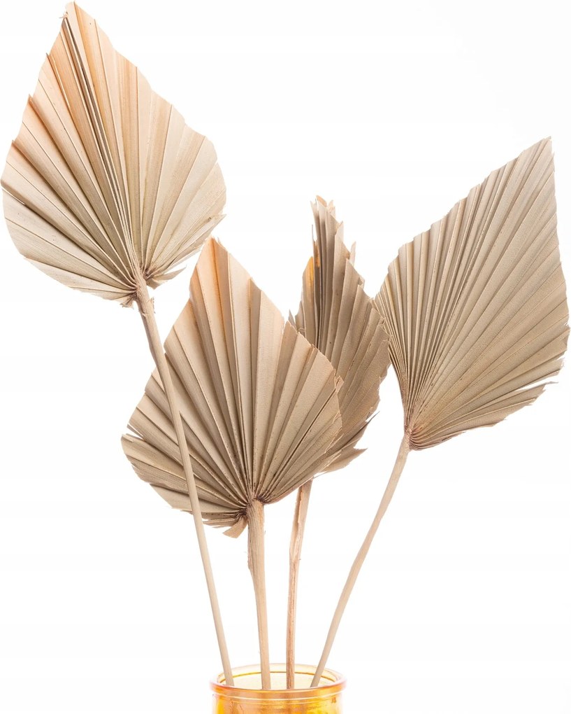 Szárított pálmalevél természetes pálma spear pálmalevél szárított levelek