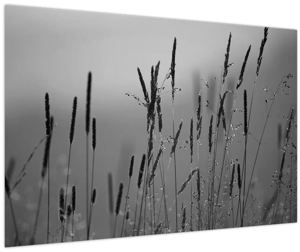 Kép - Fűszálak (90x60 cm)