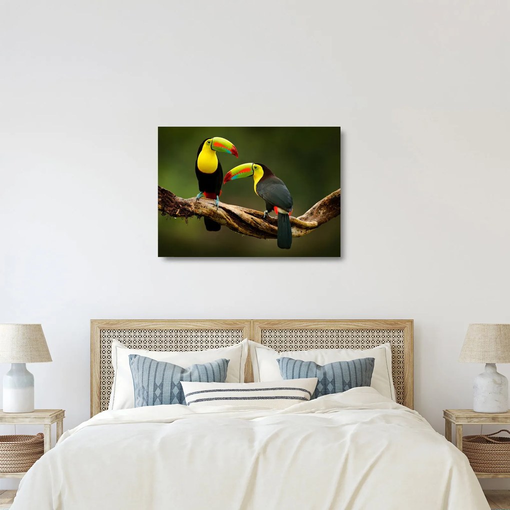Ülő tukánok képe, Costa Rica (üvegen) (70x50 cm)