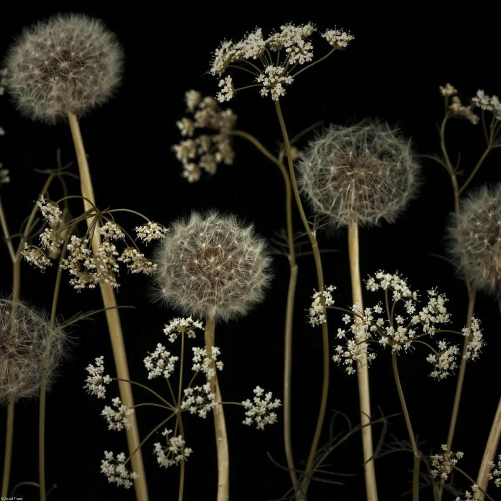 Poszter 40x40cm Réti virágok, Assaf Frank