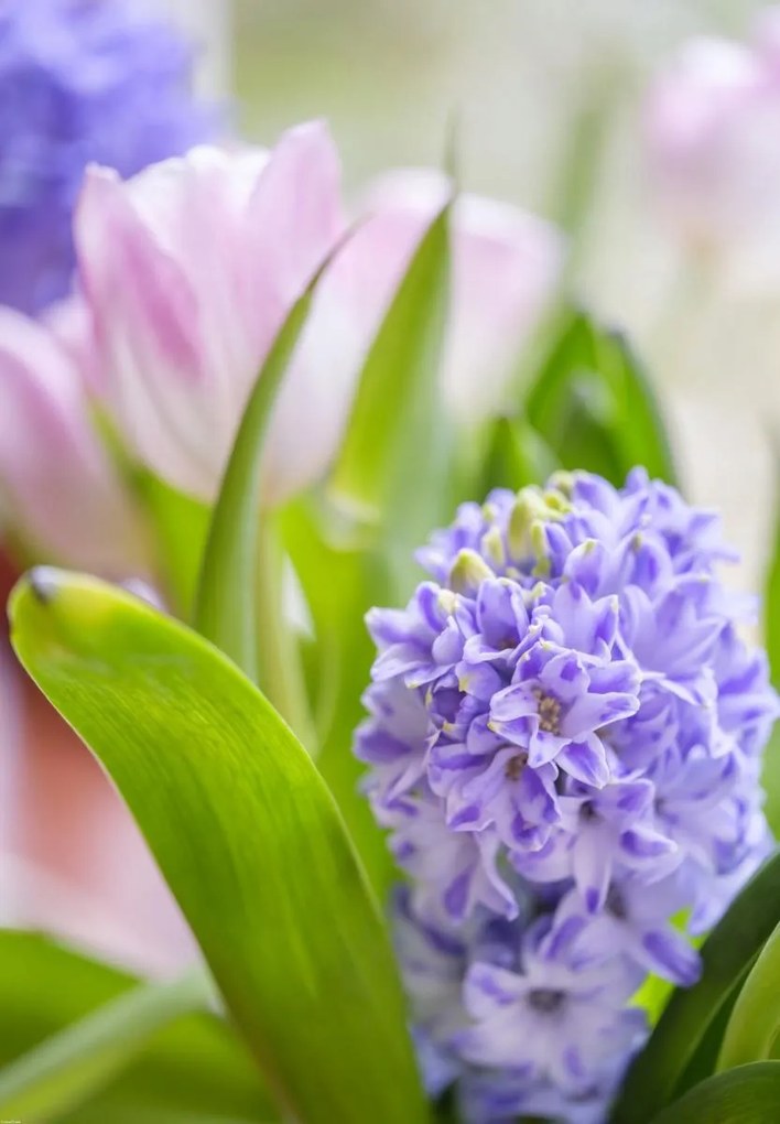 Poszter 68x98cm Jácint és tulipánok közelkép, Assaf Frank