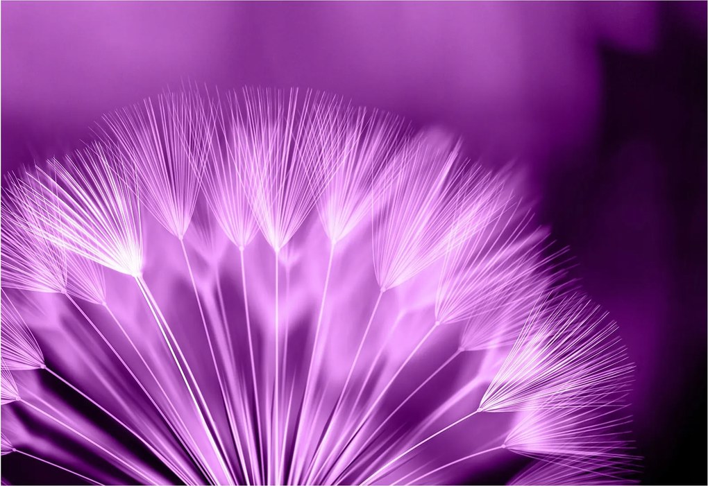 Fotótapéta Lila pitypang Ametiszt álomgömb 350x250 +ragasztó