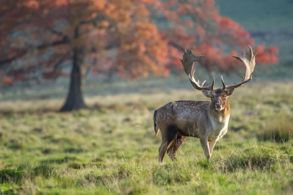Poszter 91,5x61cm Szarvas a mezőn, Assaf Frank