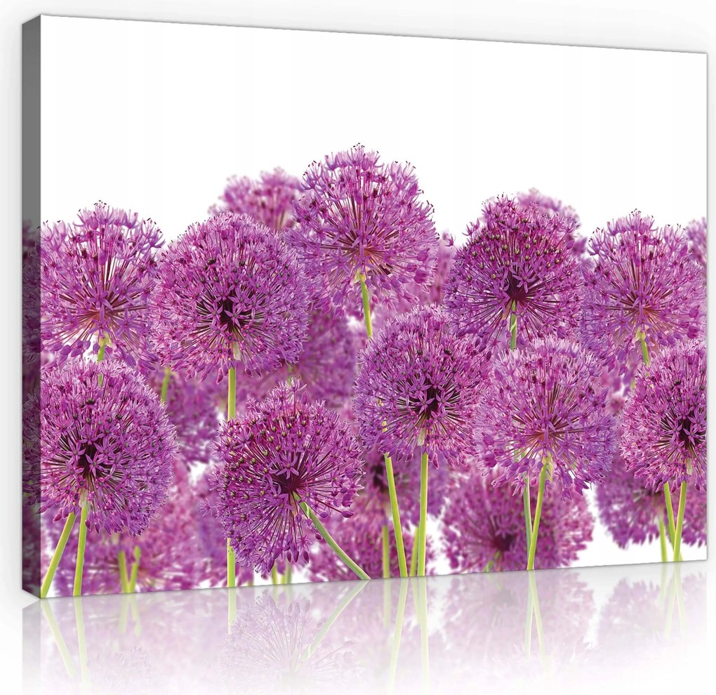 Vászonkép 80x60 Virágok hagyma dekoratív tavasz lila zöld frissesség