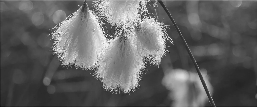 Kép - Cottongrass (120x50 cm)