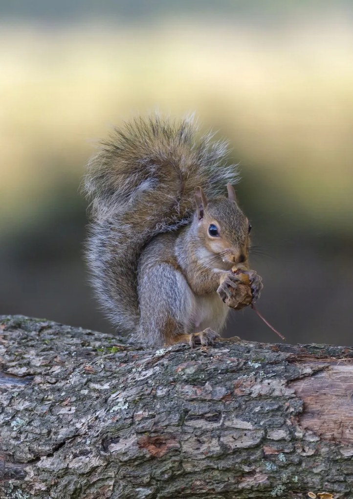Poszter 42x59,4cm Diót evő mókus, Assaf Frank