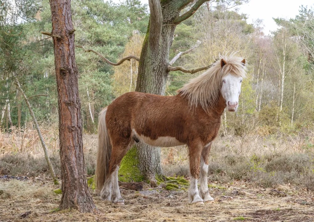 Poszter 84,1x59,4cm Ló az erdőben, Assaf Frank