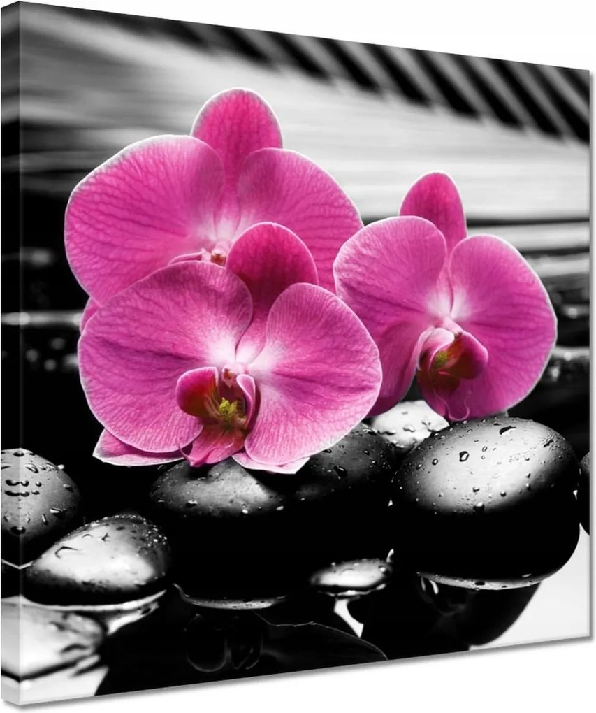 Vászonkép 30x30 Lila leander