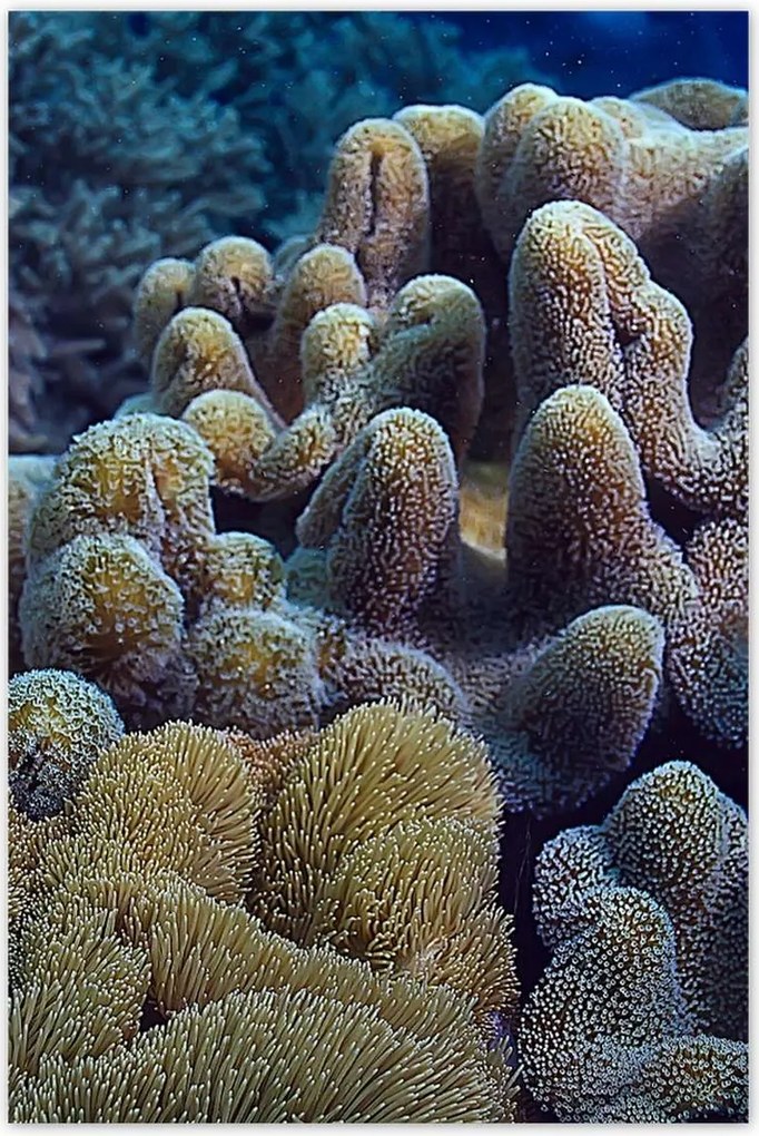 Poszterek 80x120 Sárga korallzátony