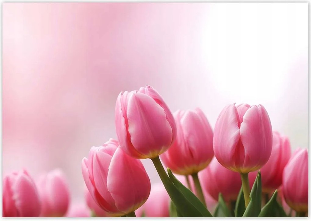 Fotótapéták 312x219 Rózsaszín tulipánok