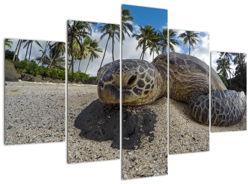 A teknős képe (150x105 cm)