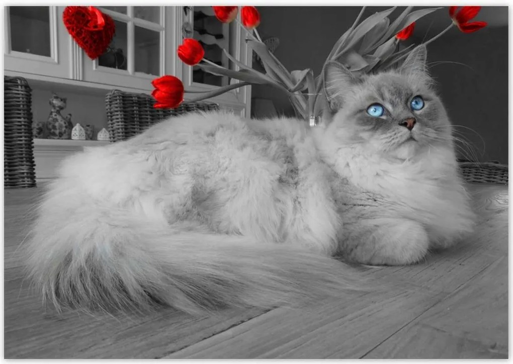 Poszterek 100x70 Ragdoll macska