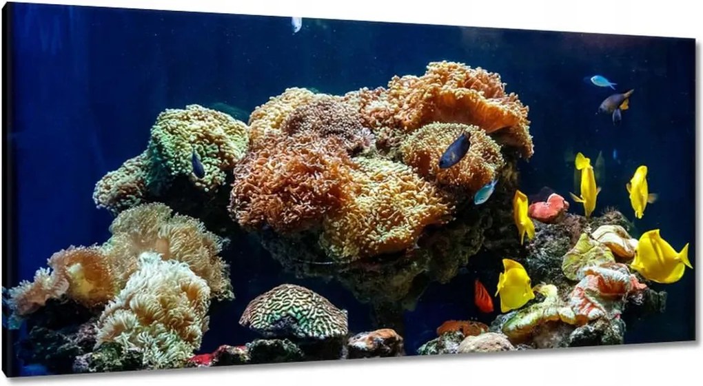 Vászonkép 115x55 Halak Korallzátony