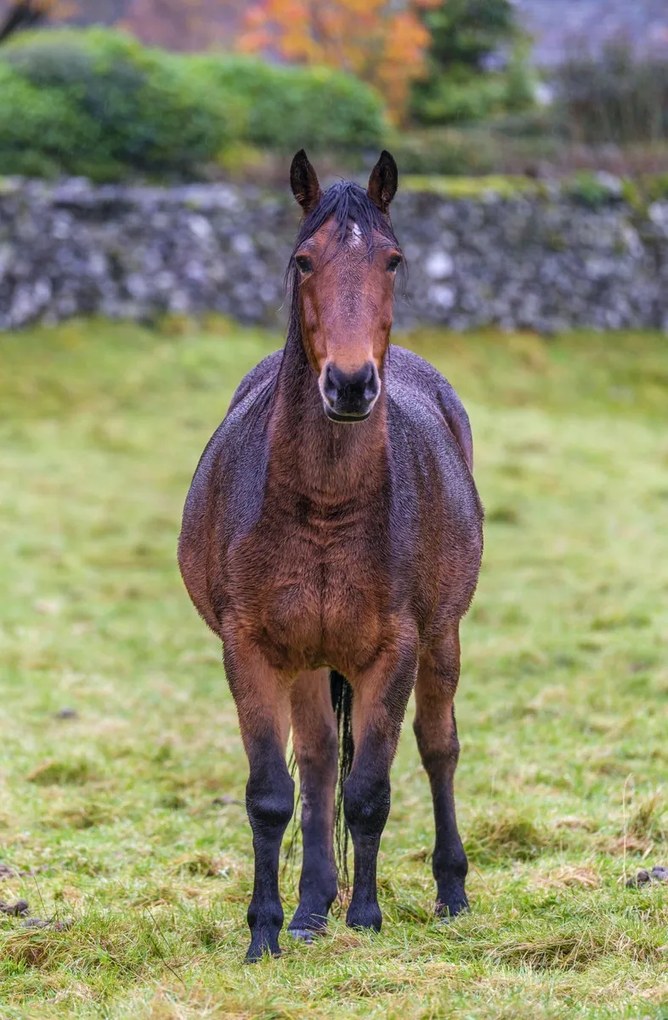 Poszter 56,6x86,4cm Ló a mezőn, Assaf Frank