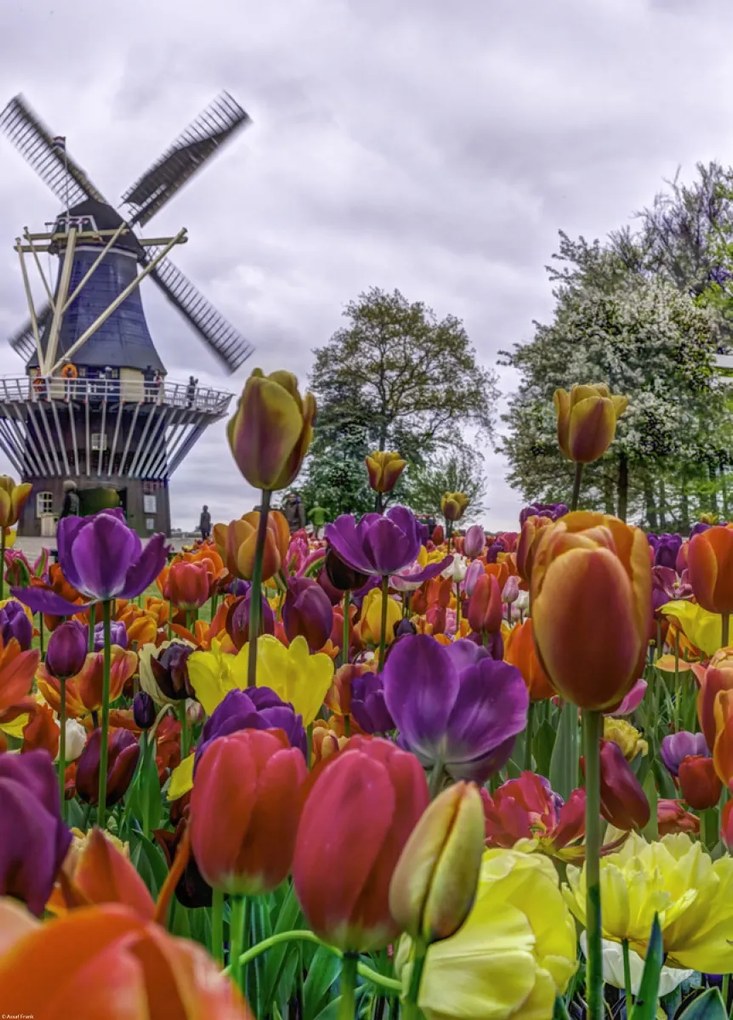 Poszter 39,5x55cm Színes tulipánok a kertben Keukenhof, Assaf Frank