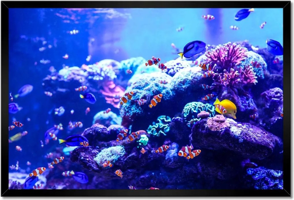 Poszter keretben 60x40 Nemo halak vízi élete