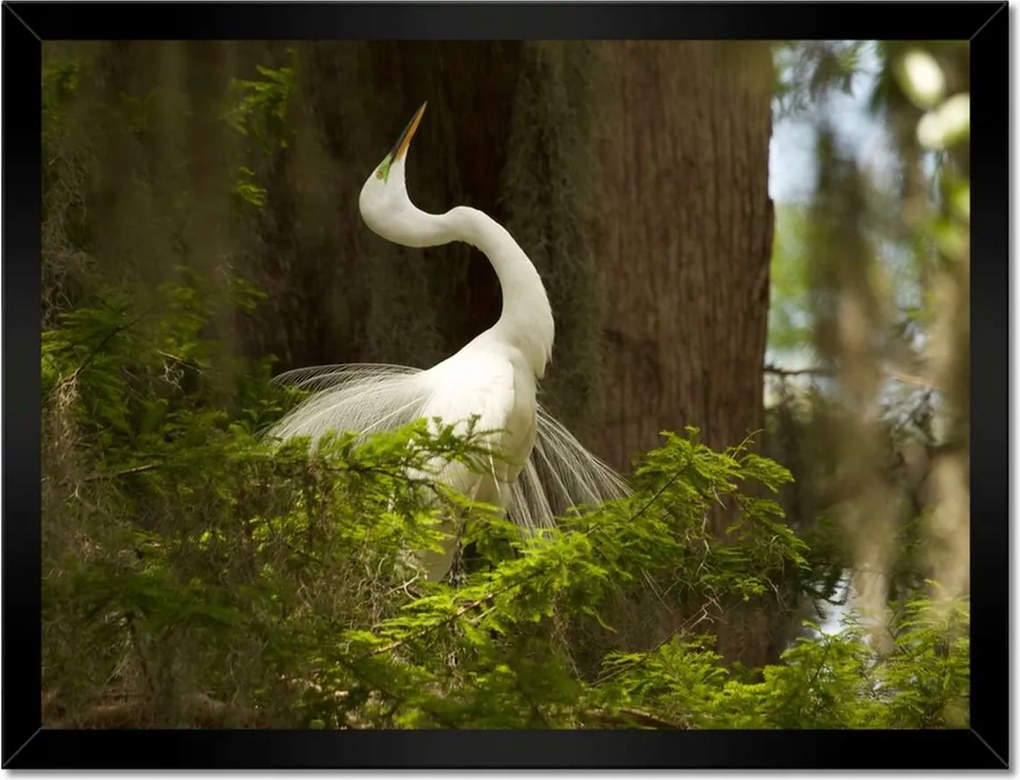 Poszterek keretben 40x30 Kalapos madár Tájkép Kilátás