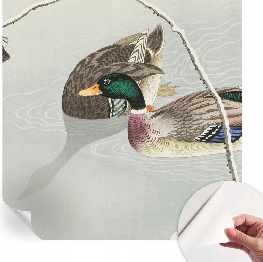 Dekoratív öntapadós fotótapéta irodába Békés kacsák 250x250 cm