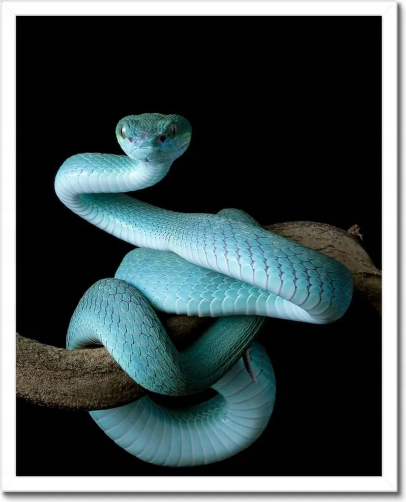 Poszterek keretben 40x50 Kék vipera kígyó