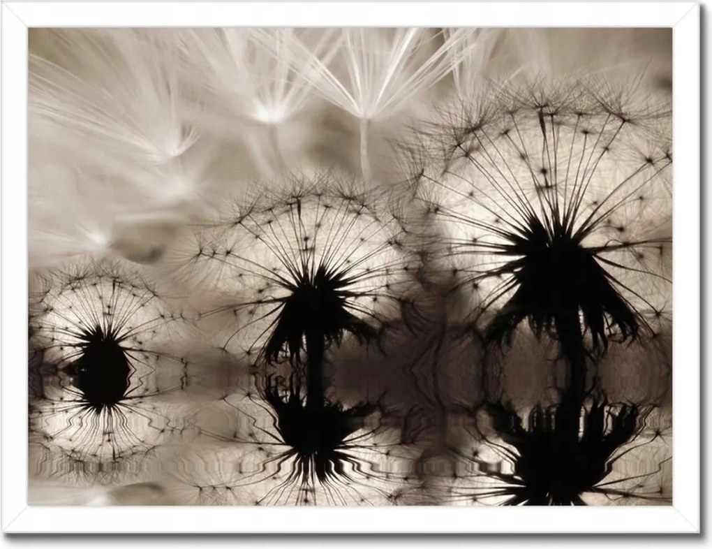 Poszterek keretben 40x30 Pitypangok szépia papírsárkányok