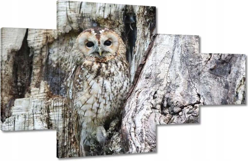 Vászonkép 130x80 Bagoly a természetben Fa