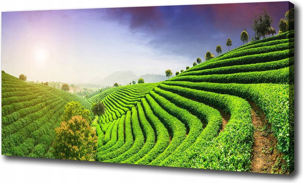 Vászonkép Teaültetvény 100x70 cm