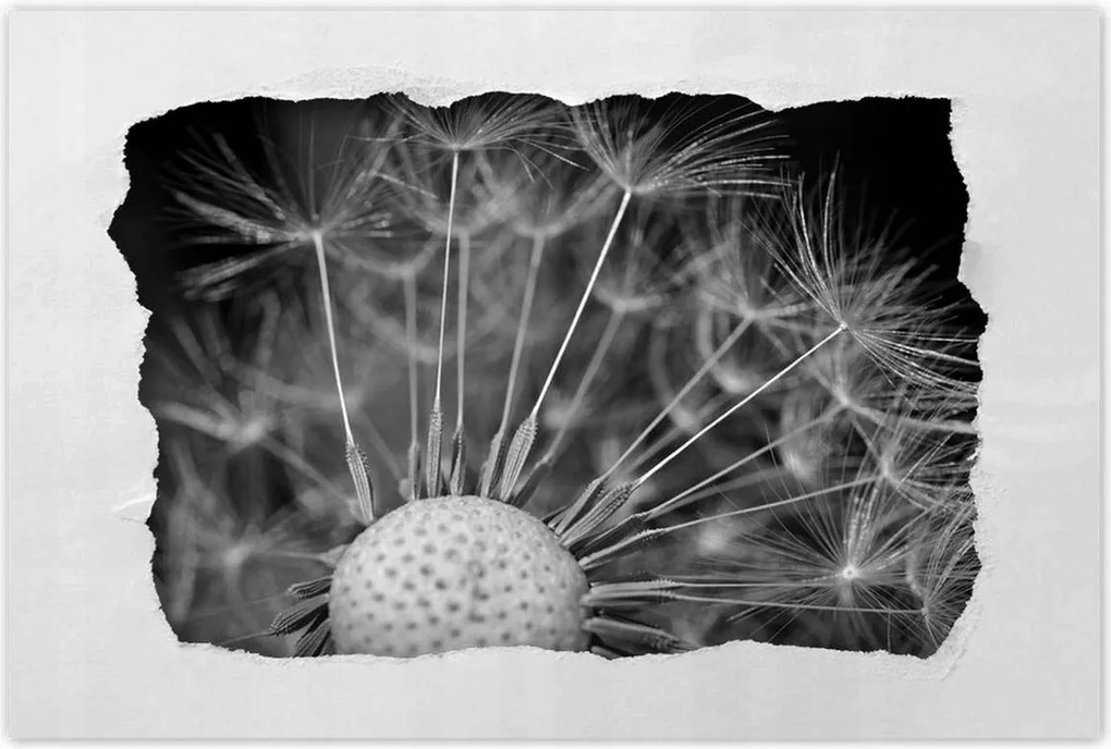 Poszterek 90x60 Pitypang Virág Virágok