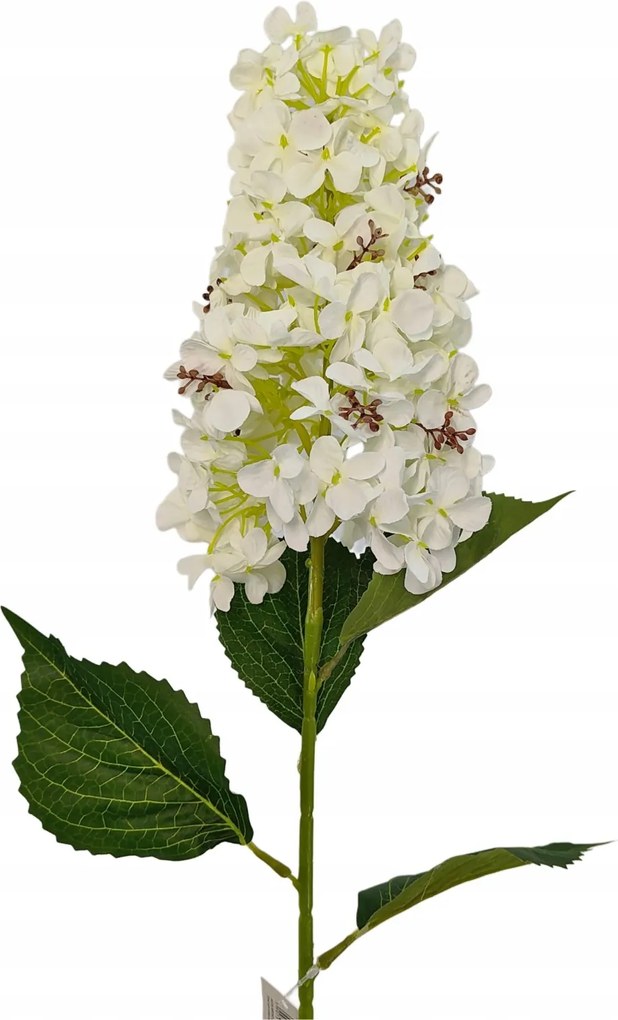 Hortenzia nagy ág fehér