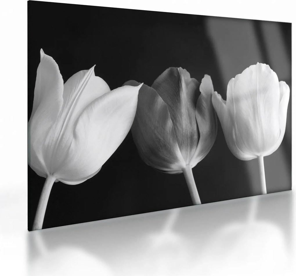 Kép - fekete-fehér tulipán virág (üvegen) (70x50 cm)