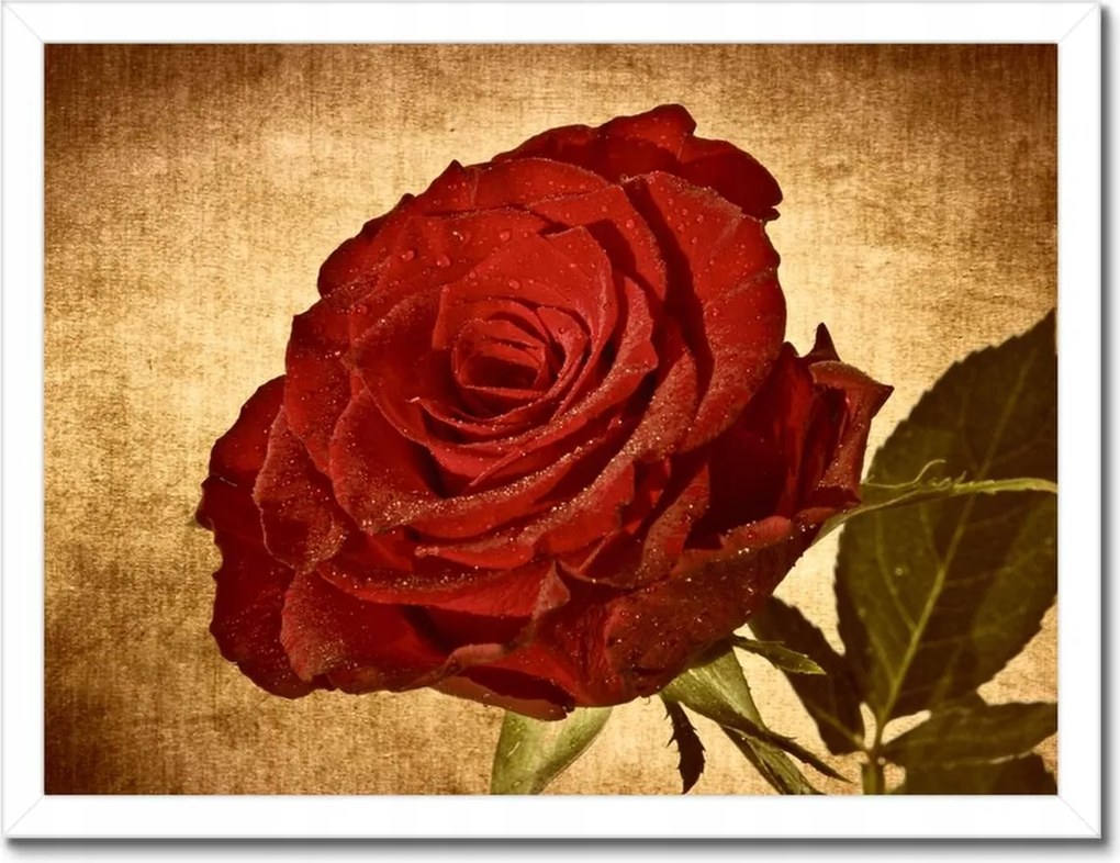 Poszterek keretben 40x30 Rózsa szépia háttérrel