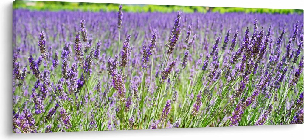 Egy mező képe a levendulával (120x50 cm)