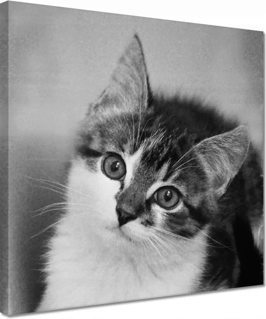 Vászonkép 30x30 Cica