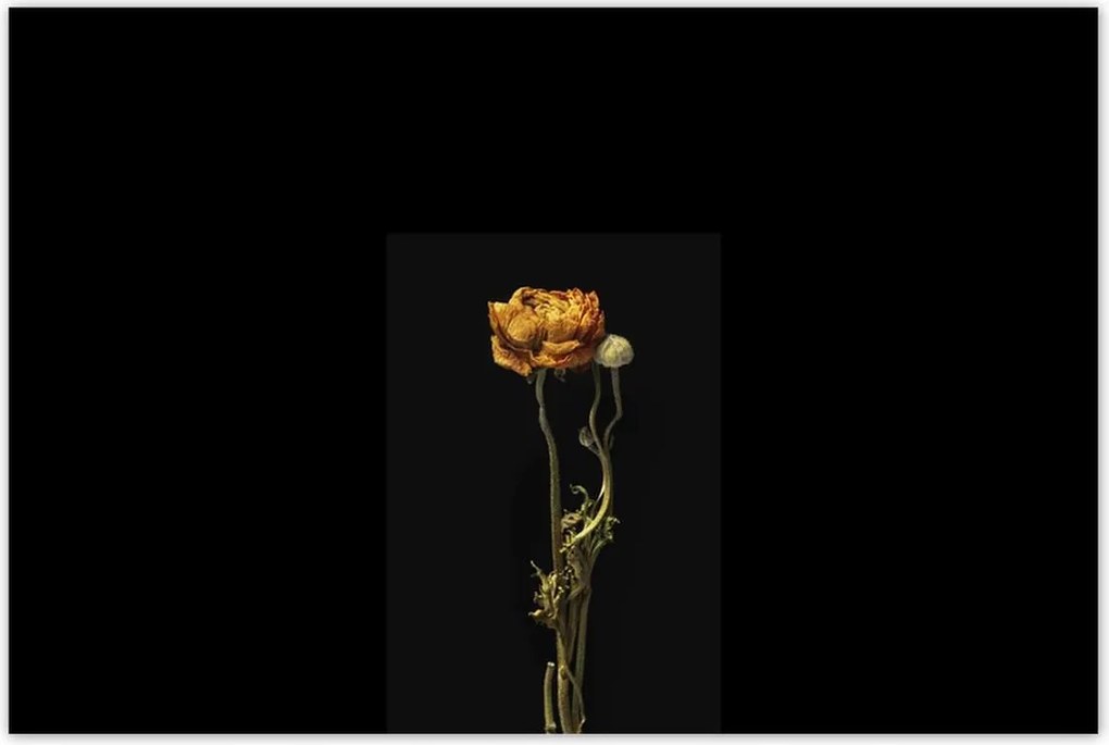 Poszterek 120x80 Szárított piros pipacs