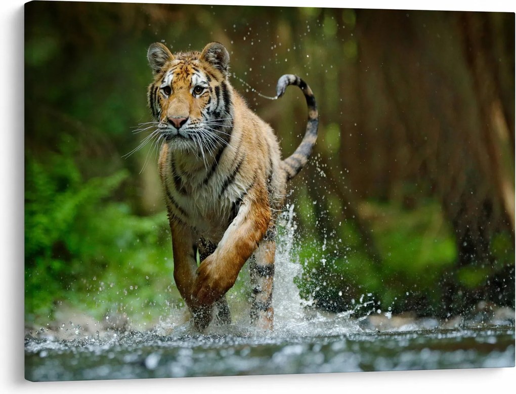 Futó tigris képe (70x50 cm)