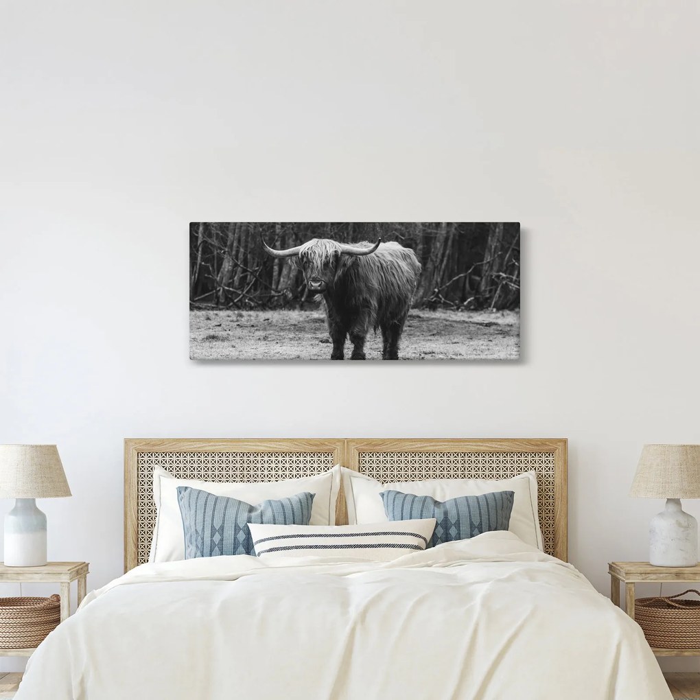 Kép - Skót tehén (120x50 cm)