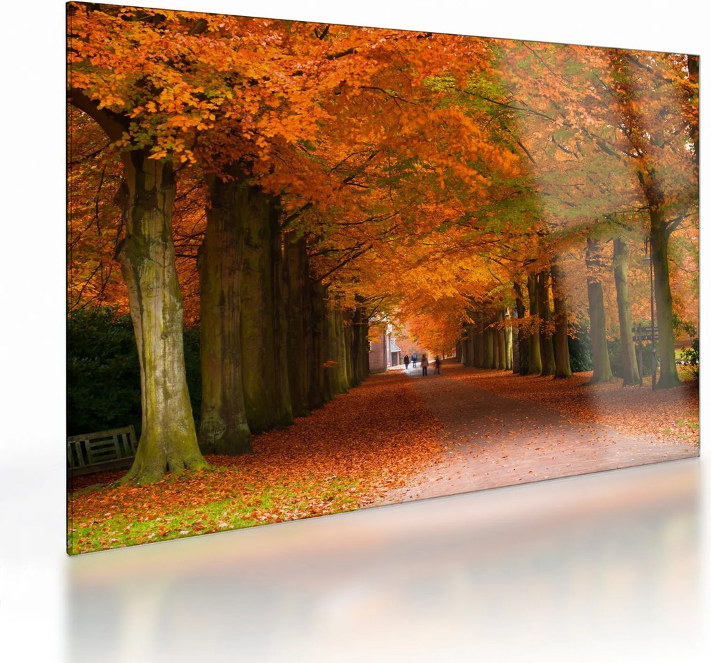 Üveg kép - A Avenue of fák ősszel (70x50 cm)