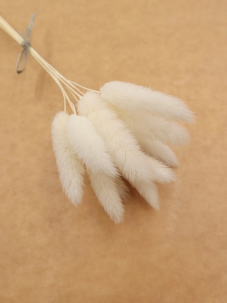 Tojáshéj Fehér, Lagurus 10 db, szárított virágok, tortaszárítók