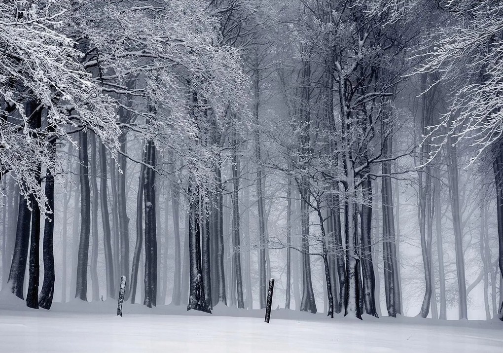 Fotótapéta Téli Erdő Tél Erdő Hó 312x219