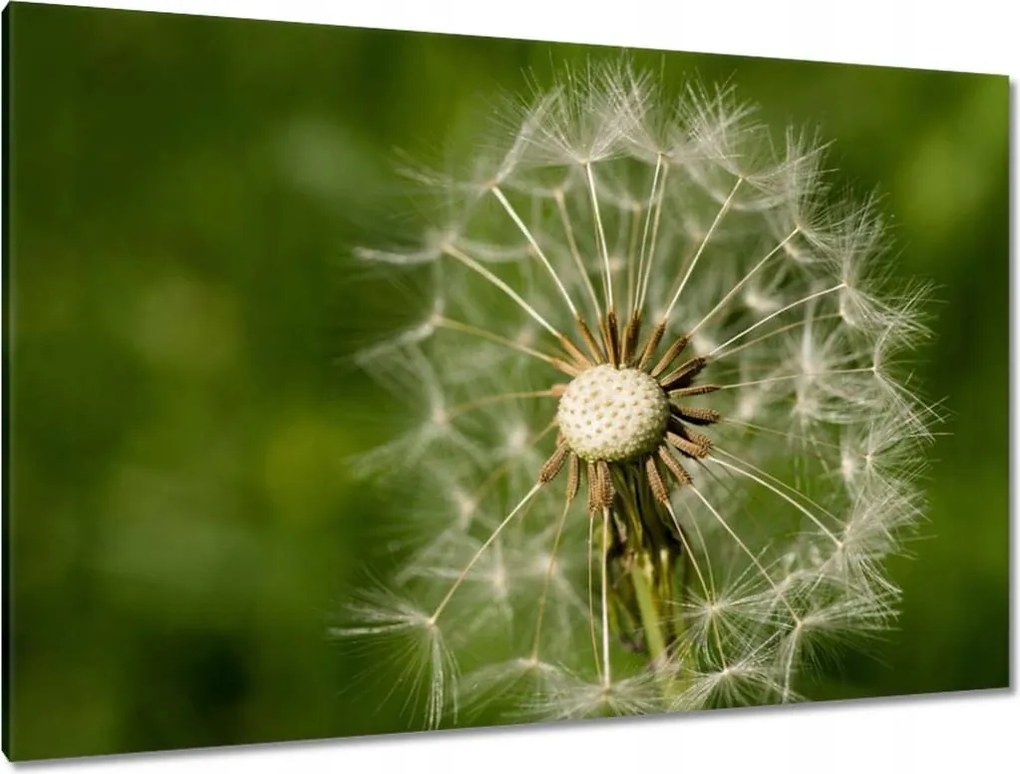 Vászonkép 120x80 Pitypang Virág Virágok