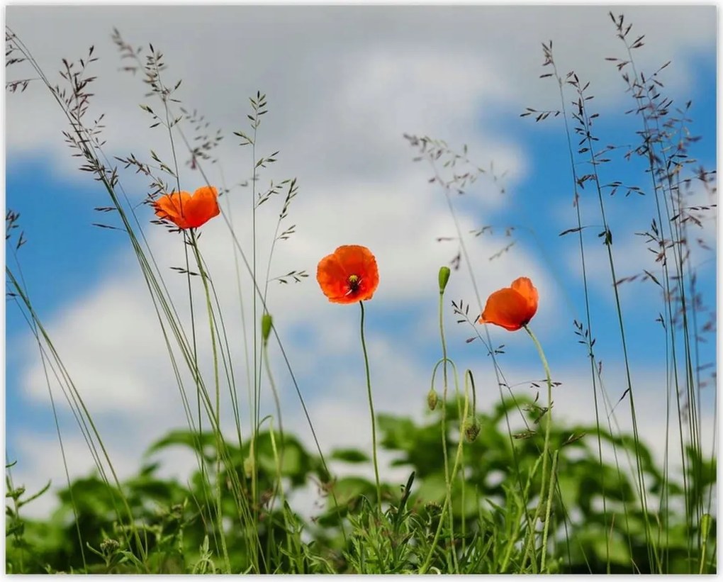 Poszterek 50x40 Piros mezei pipacs