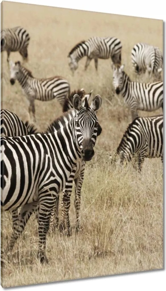 Vászonkép 80x120 Zebrák a szavannán