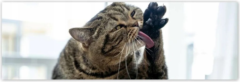 Poszterek 200x66 Cica Cicák