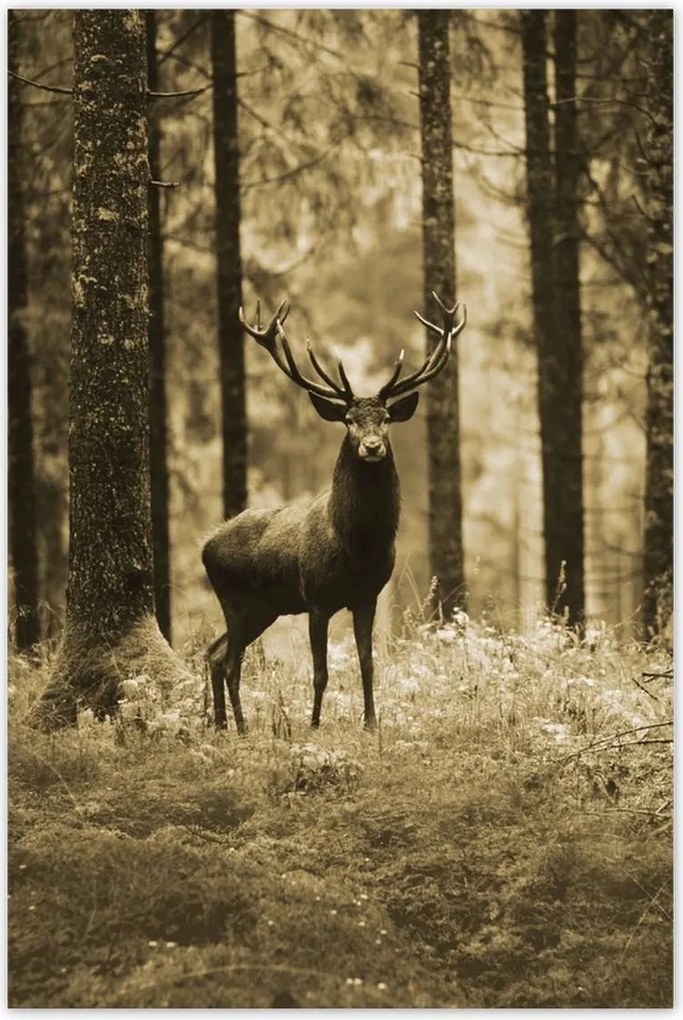 Poszterek 80x120 Szarvas a szépia erdőben