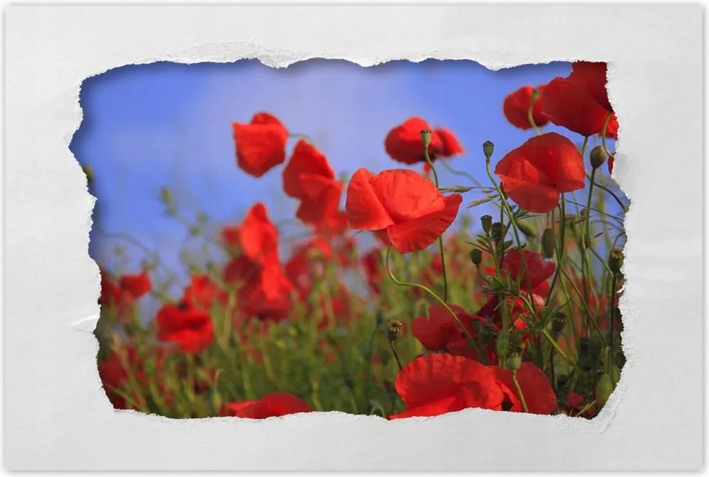 Poszterek 90x60 Pipacsok az égbolt hátterében