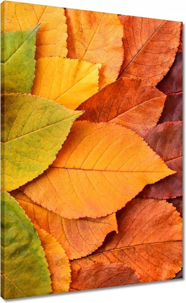 Vászonkép 50x70 Őszi színes levelek Levelek az ősz színeiben