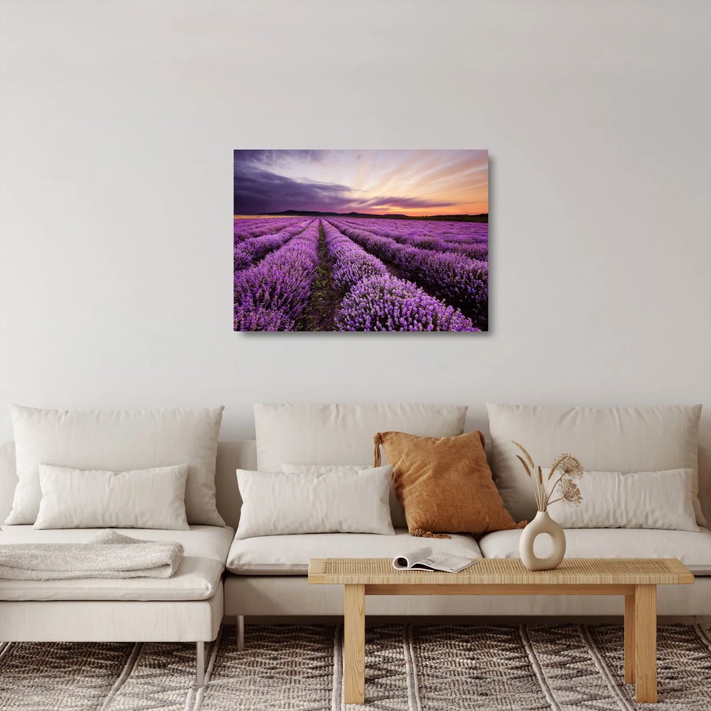 Üveg kép - Levendulamező naplementében (70x50 cm)