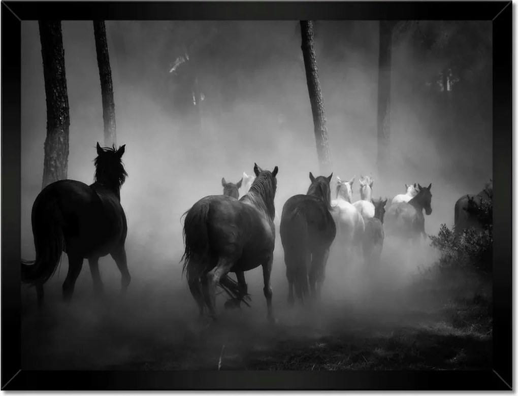 Poszterek keretben 40x30 Vadlócsorda Lovak