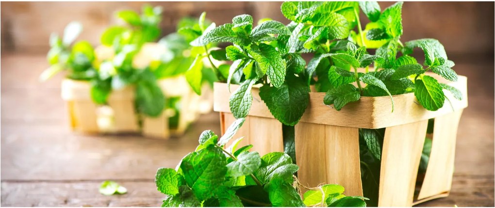 Friss menta képe (120x50 cm)