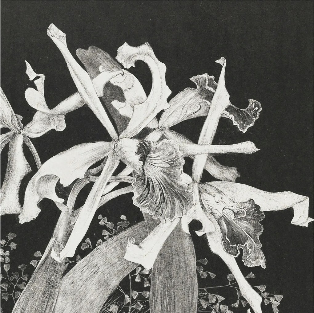 Dekoratív Fotótapéta Falikép Orchidea illusztráció 250x250 Ragasztó